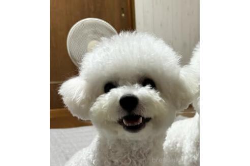 販売中の愛知県のビションフリーゼ-385912の2枚目