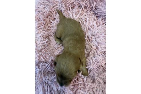 販売中の岡山県のキャバプー:キャバリア×トイプードル-386314の2枚目