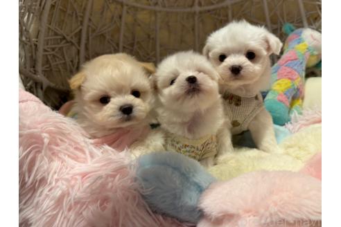 成約済の山形県のミックス犬-381860の2枚目