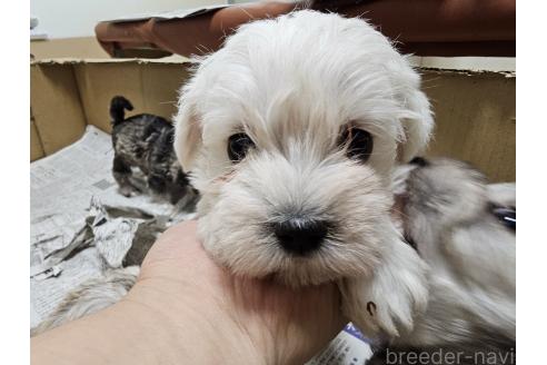 成約済の愛知県のミックス犬-384935の2枚目