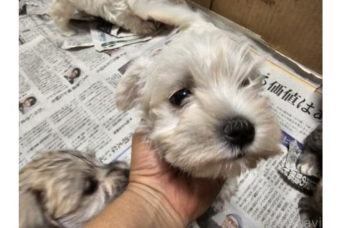 販売中の愛知県のミックス犬-386318の5枚目