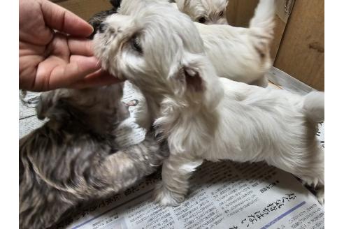 販売中の愛知県のミックス犬-386318の4枚目