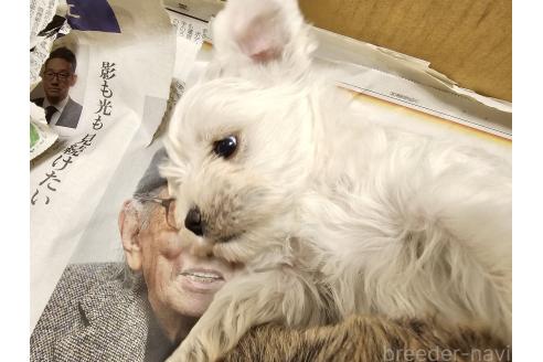 販売中の愛知県のミックス犬-386318の3枚目