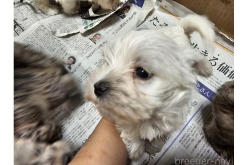 販売中の愛知県のミックス犬-386318の2枚目
