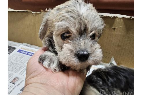 販売中の愛知県のミックス犬-386319の4枚目