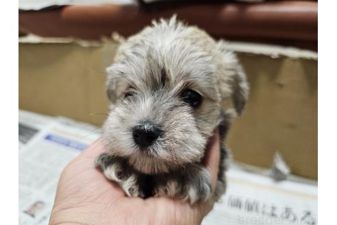 販売中の愛知県のミックス犬-386319の3枚目