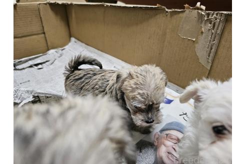 販売中の愛知県のミックス犬-386319の2枚目