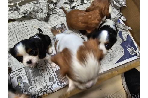 販売中の愛知県のキャバリアキングチャールズスパニエル-386324の2枚目