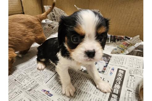 商談中の愛知県のキャバリアキングチャールズスパニエル-386325の4枚目