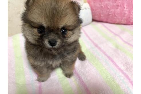 販売中の新潟県のミックス犬-386468の10枚目