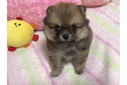 販売中の新潟県のミックス犬-386468の9枚目