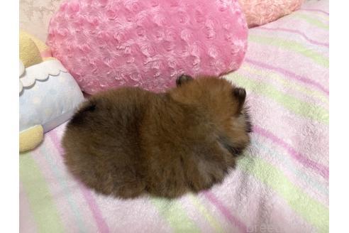 販売中の新潟県のミックス犬-386468の8枚目