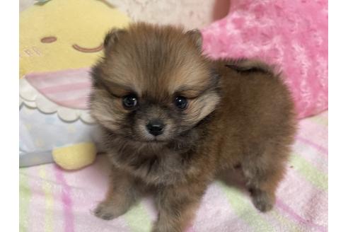 販売中の新潟県のミックス犬-386468の7枚目