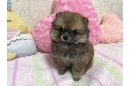 販売中の新潟県のミックス犬-386468の6枚目