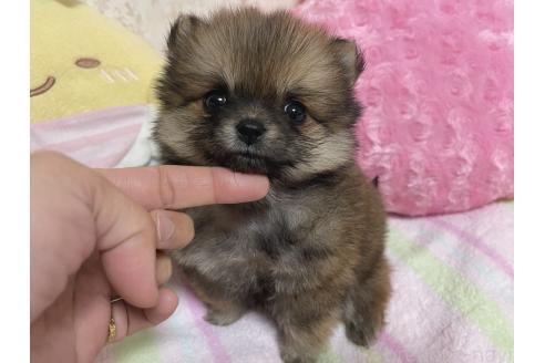 販売中の新潟県のミックス犬-386468の5枚目