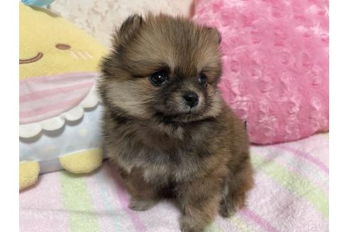 販売中の新潟県のミックス犬-386468の4枚目
