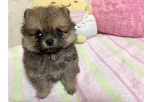 販売中の新潟県のミックス犬-386468の3枚目