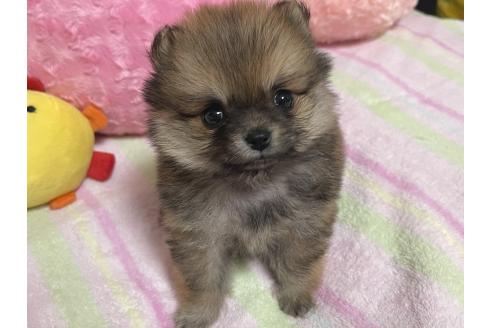 販売中の新潟県のミックス犬-386468の2枚目
