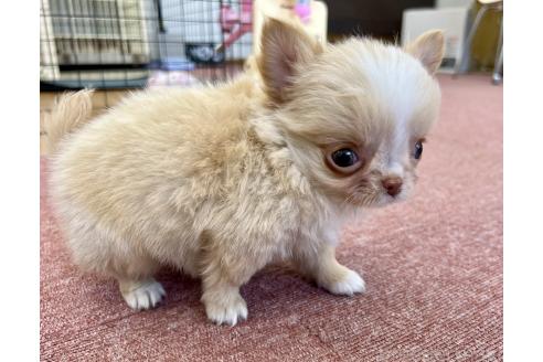 販売中の香川県のチワワ(ロングコート)-386469の16枚目