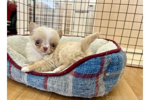 販売中の香川県のチワワ(ロングコート)-386469の8枚目