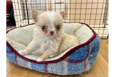 販売中の香川県のチワワ(ロングコート)-386469の7枚目