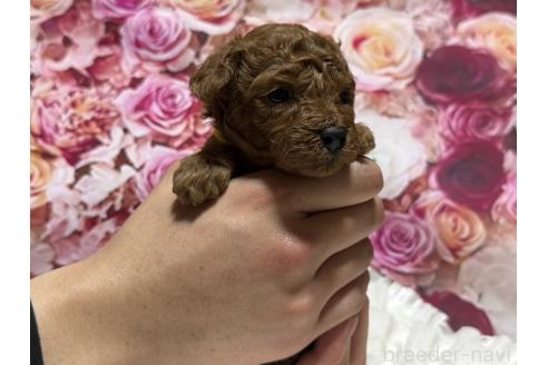 販売中の広島県のティーカッププードル-385416の14枚目