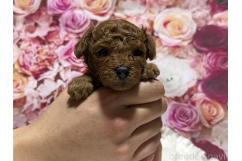販売中の広島県のティーカッププードル-385416の13枚目