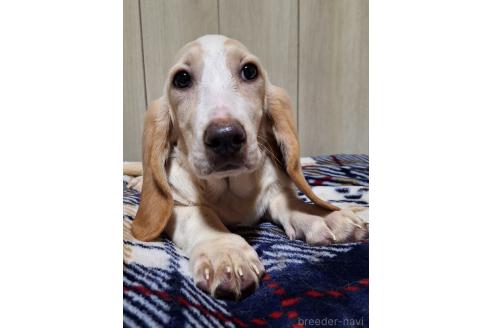 販売中の神奈川県のミックス犬-369494の4枚目
