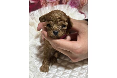 販売中の広島県のティーカッププードル-385415の15枚目