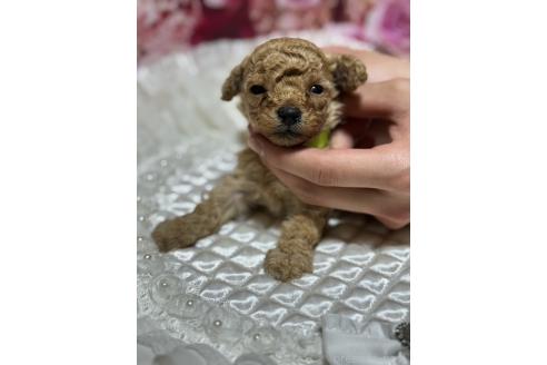 販売中の広島県のティーカッププードル-385414の20枚目