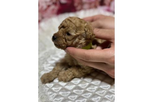 販売中の広島県のティーカッププードル-385414の19枚目