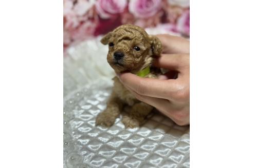 販売中の広島県のティーカッププードル-385414の18枚目