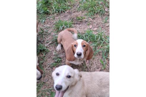 成約済の神奈川県のミックス犬-369496の7枚目