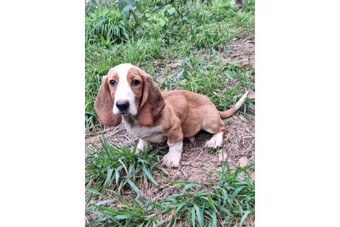 成約済の神奈川県のミックス犬-369496の4枚目