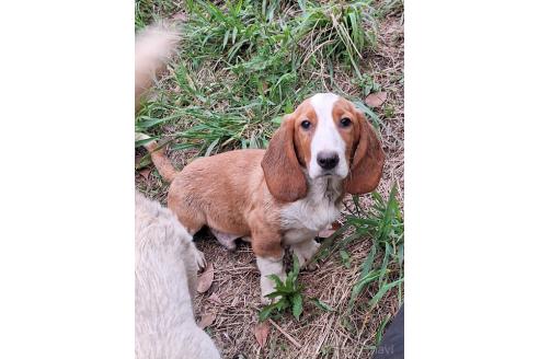 成約済の神奈川県のミックス犬-369496の3枚目