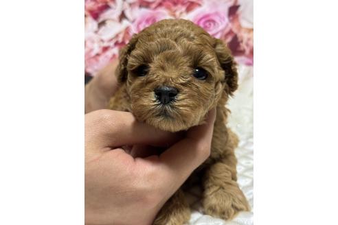 販売中の広島県のタイニープードル-385413の4枚目