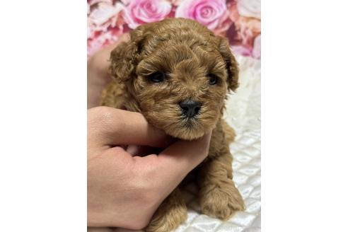 販売中の広島県のタイニープードル-385413の3枚目