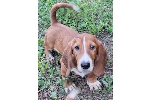 販売中の神奈川県のミックス犬-369503の11枚目
