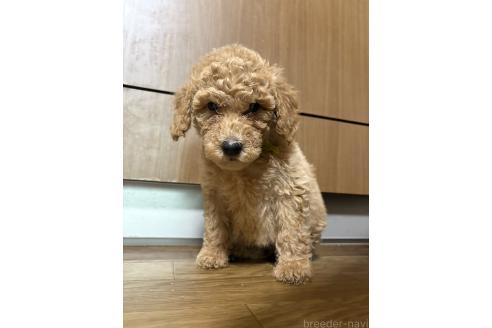 販売中の東京都のミディアムプードル-386492の4枚目