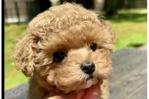 販売中の千葉県のティーカッププードル-381898