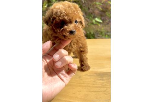 販売中の奈良県のタイニープードル-386495の12枚目