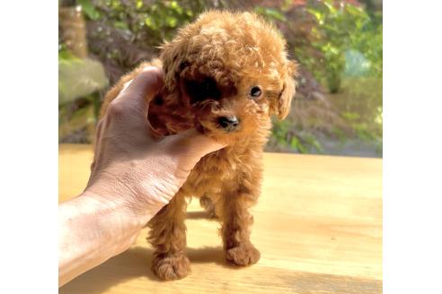 販売中の奈良県のタイニープードル-386495の10枚目