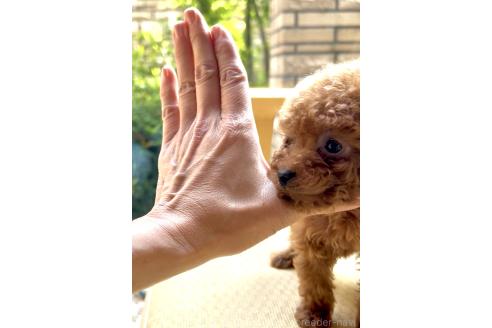 販売中の奈良県のタイニープードル-386495の8枚目