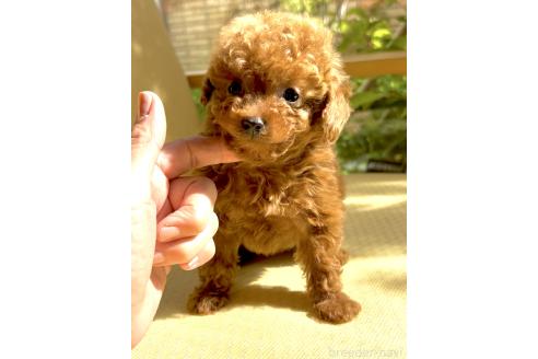 販売中の奈良県のタイニープードル-386495の3枚目