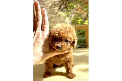 販売中の奈良県のタイニープードル-386495の1枚目