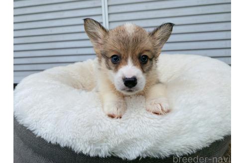 販売中の茨城県のウェルシュコーギーペンブローク-381444