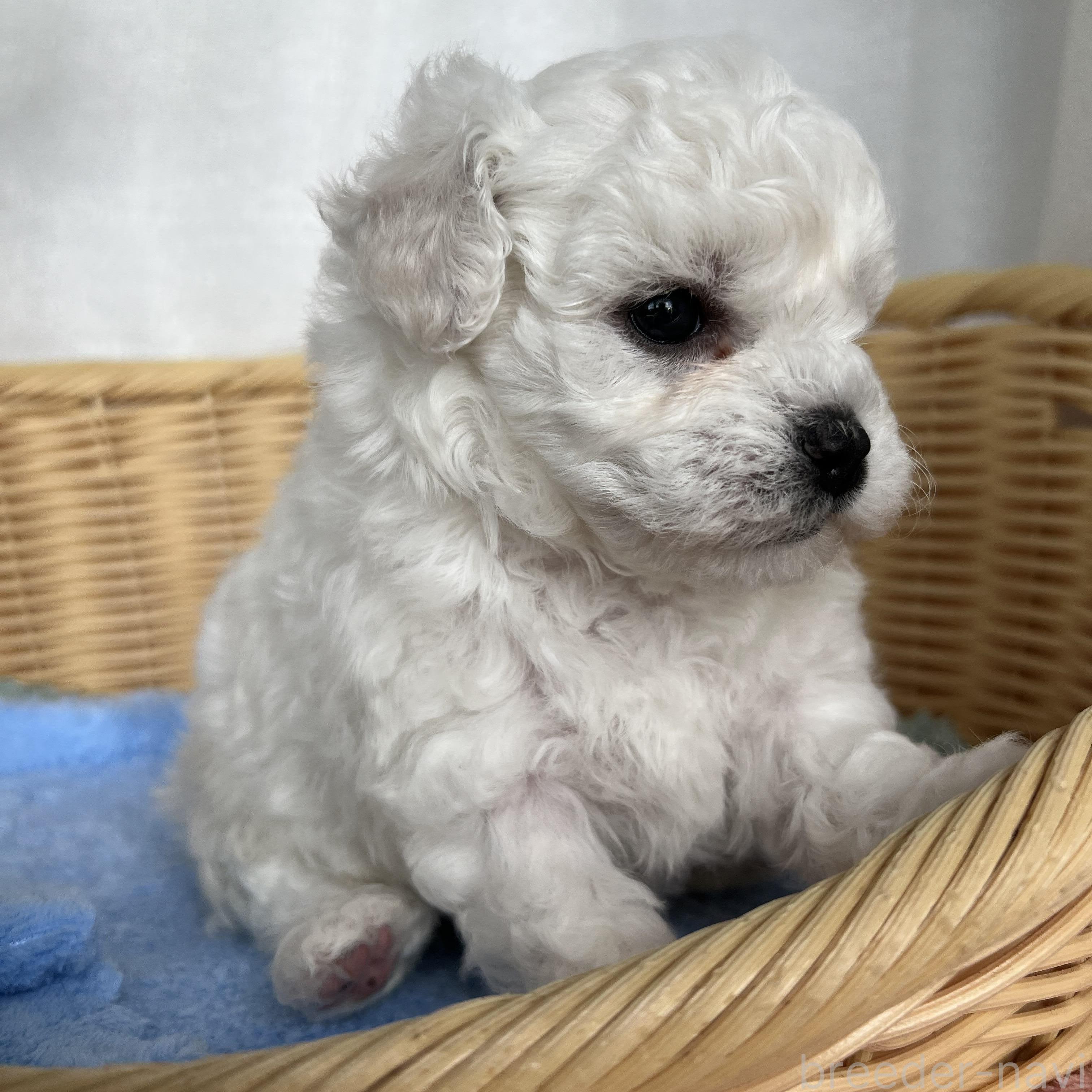 販売中の茨城県のビションフリーゼ-386507の3枚目