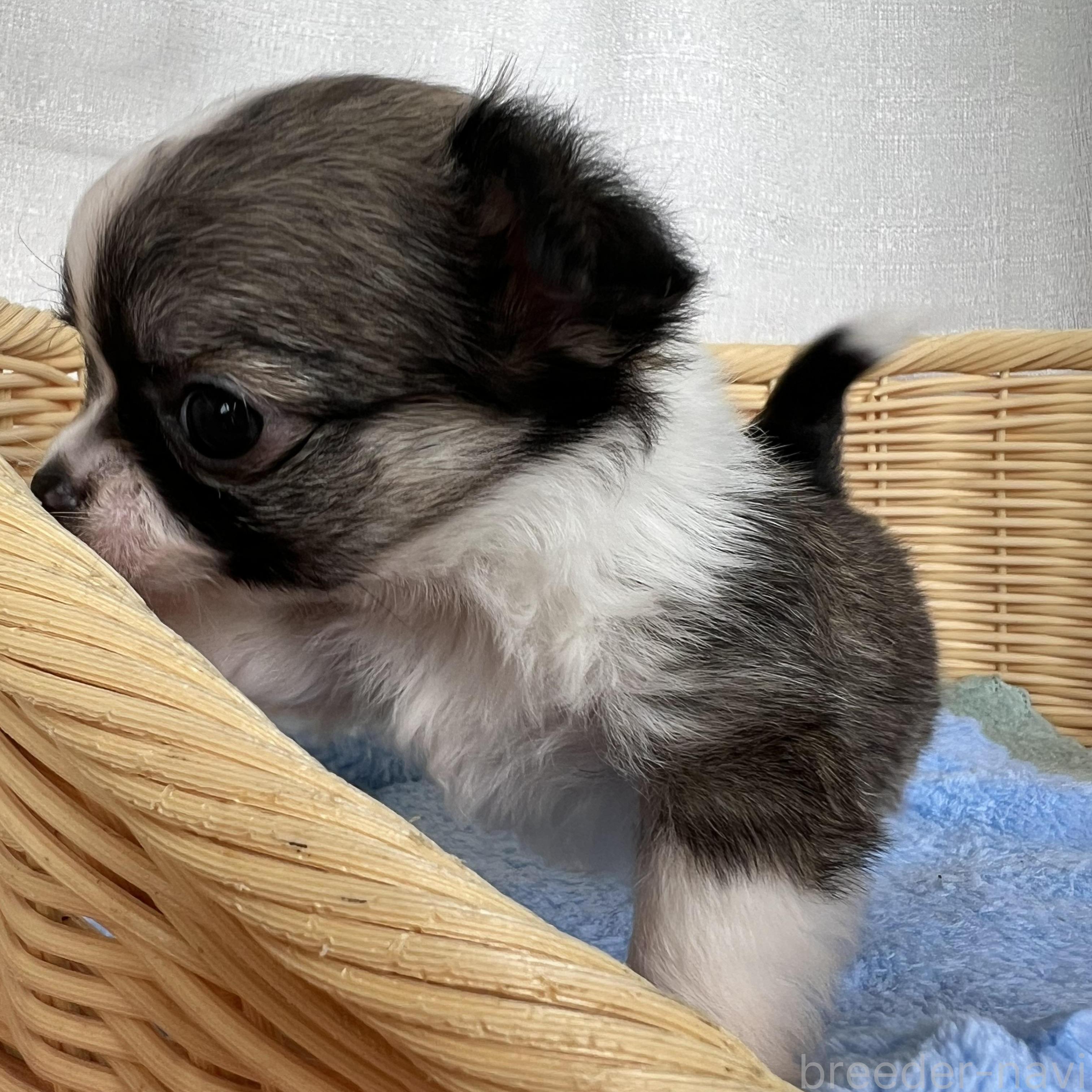 成約済の茨城県のチワワ(ロングコート)-382138の2枚目