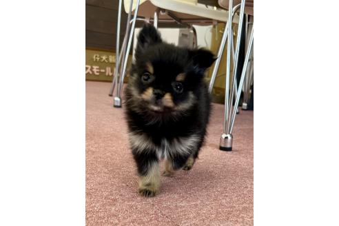 販売中の香川県のポメチワ:ポメラニアン×チワワ-386509の21枚目