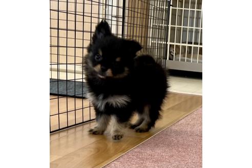 販売中の香川県のポメチワ:ポメラニアン×チワワ-386509の19枚目